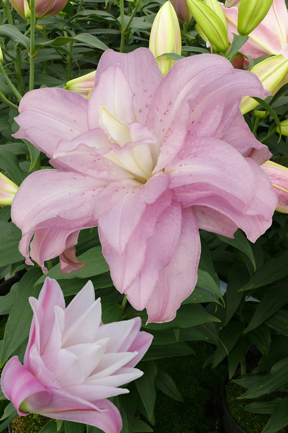 Lilium Oriental 'Lotus Spring'